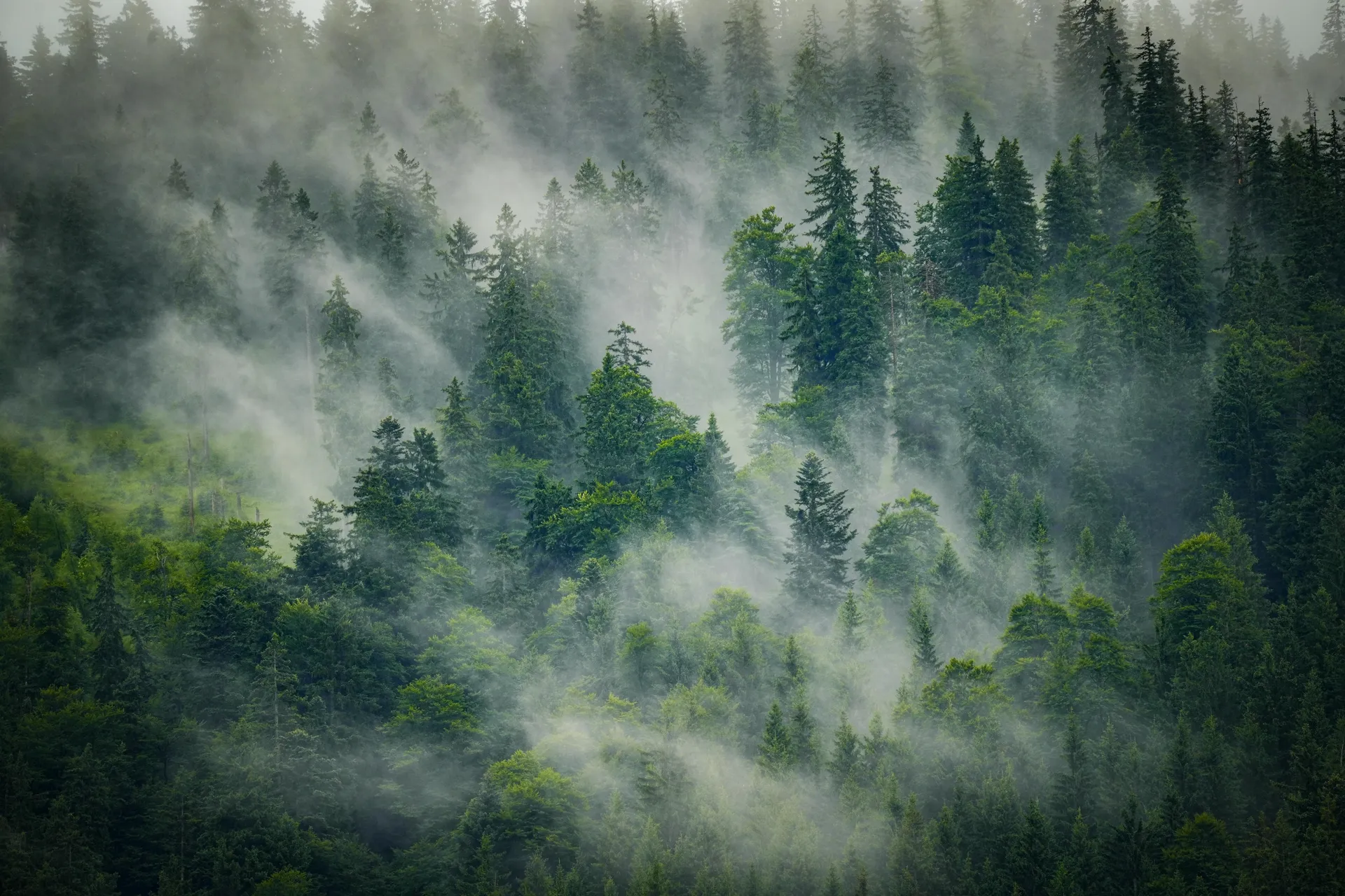 Forest products and paper industry production environment